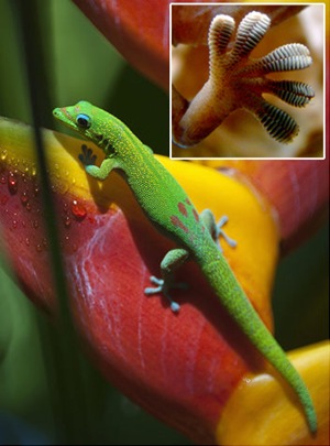 gal_super_gecko_inset