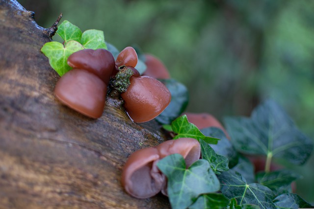 gambar jamur kuping di batang kayu