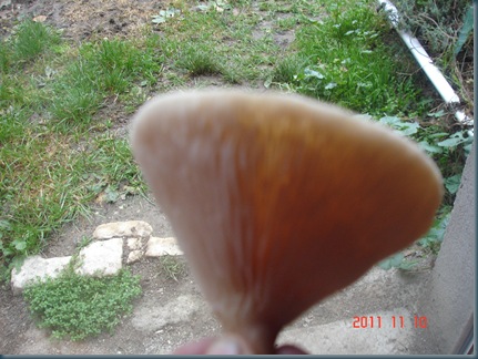 DSC00211