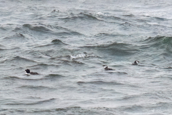 Razorbill