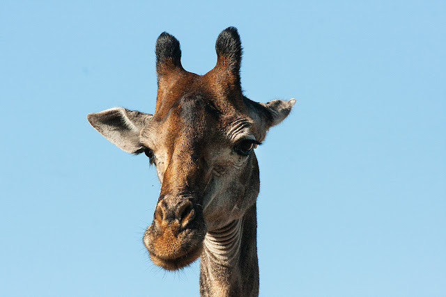 giraffa kruger safari sud africa