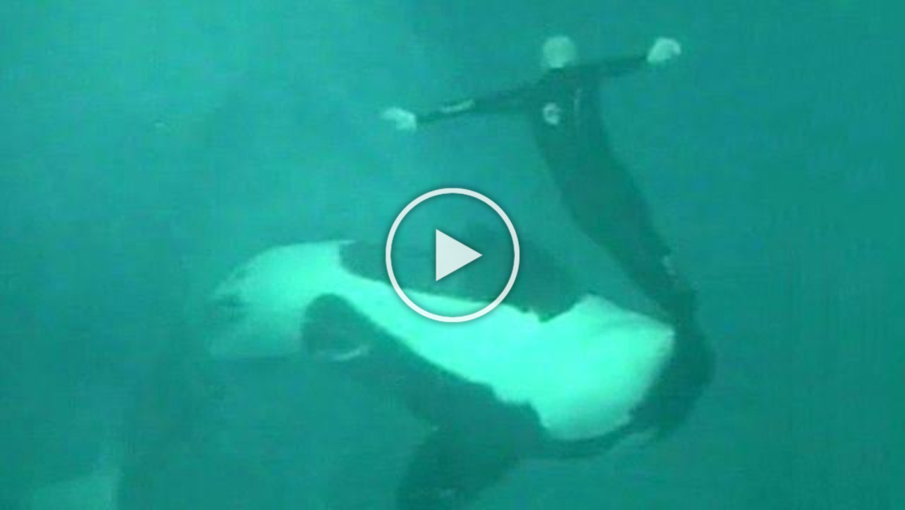 Dawn Brancheau Video – dawn brancheau injuries – tilikum kills dawn autopsy