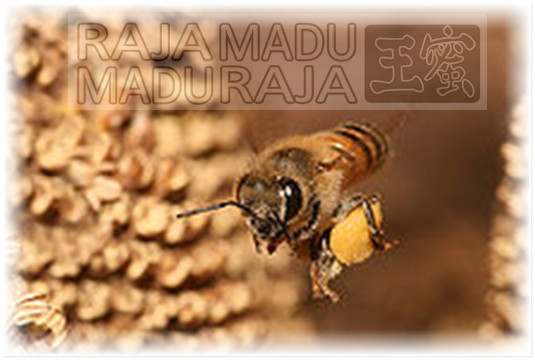 lebah Raja Madu Madu Raja mengangkut bee pollen ke kotaknya