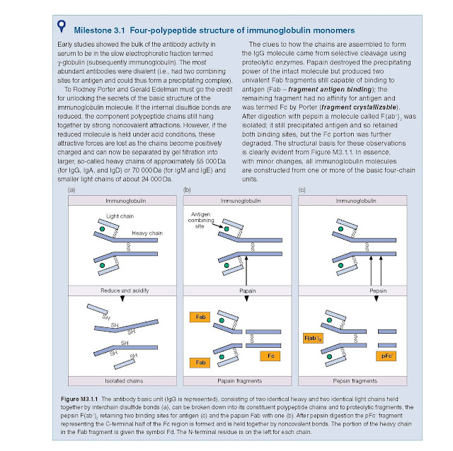 The antibody basic unit (IgG is represented), consisting of two identical heavy and two identical light chains held together by interchain disulfide bonds (a), can be broken down into its constituent polypeptide chains and to proteolytic fragments, the pepsin F(ab′)2 retaining two binding sites for antigen (c) and the papain Fab with one (b). After pepsin digestion the pFc′ fragment representing the C‐terminal half of the Fc region is formed and is held together by noncovalent bonds. The portion of the heavy chain in the Fab fragment is given the symbol Fd. The N‐terminal residue is on the left for each chain.