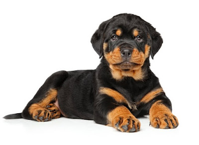 Rottweiler Puppies For Sale Near Me Under $1000 Dollars