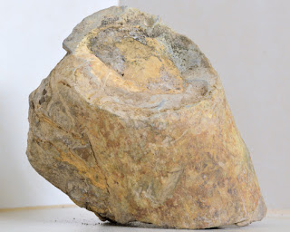 Fossil found in Puriscal, Costa Rica