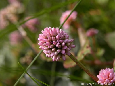 Pink weed © Evelyn Howard 2011