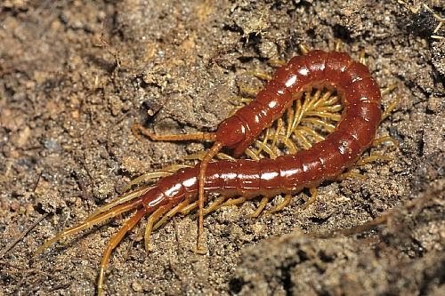 ANATOMI HEWAN  Myriapoda