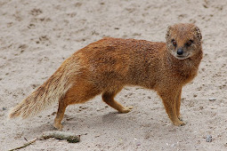 mongoose animal price Simply spellbinding facts about the mongoose