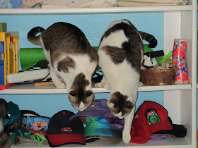 Cats in a closet