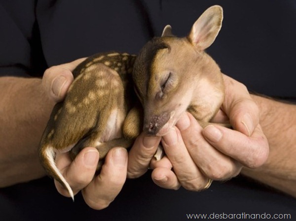 filhotes-de-animais-fotos-cute-cuti-desbaratinando (5)