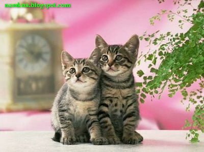 khi chú meò thất tình - ảnh đẹp về những chú mèo - by: http://namkna.blogspot.com/