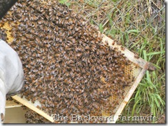 bees day one 16