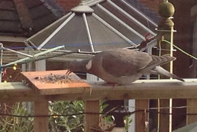 pigeon eating seeds 