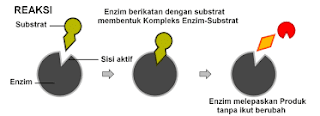   mekanisme kerja enzim, gambar mekanisme kerja enzim, mekanisme kerja enzim pdf, cara kerja enzim secara singkat, jelaskan cara kerja enzim menurut teori kunci dan anak kunci, jelaskan faktor yang mempengaruhi kerja enzim, jelaskan cara kerja enzim menurut teori induksi cocok, jika enzim bekerja secara spesifik maka enzim berikut yang sistem kerjanya spesifik adalah, jelaskan dan gambarkan teori mekanisme kerja enzim