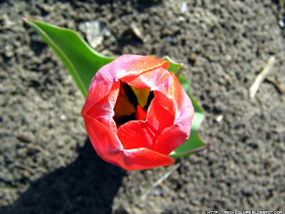 Red Tulip