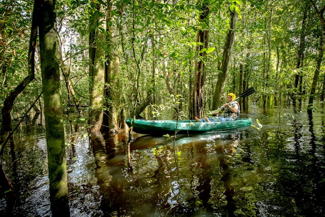 Uma aventura em meio ao bioma Amazônico: canoagem na Floresta de Igapó