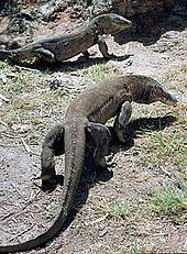 Unduh 470 Gambar Fauna Komodo Terbaik Gratis HD