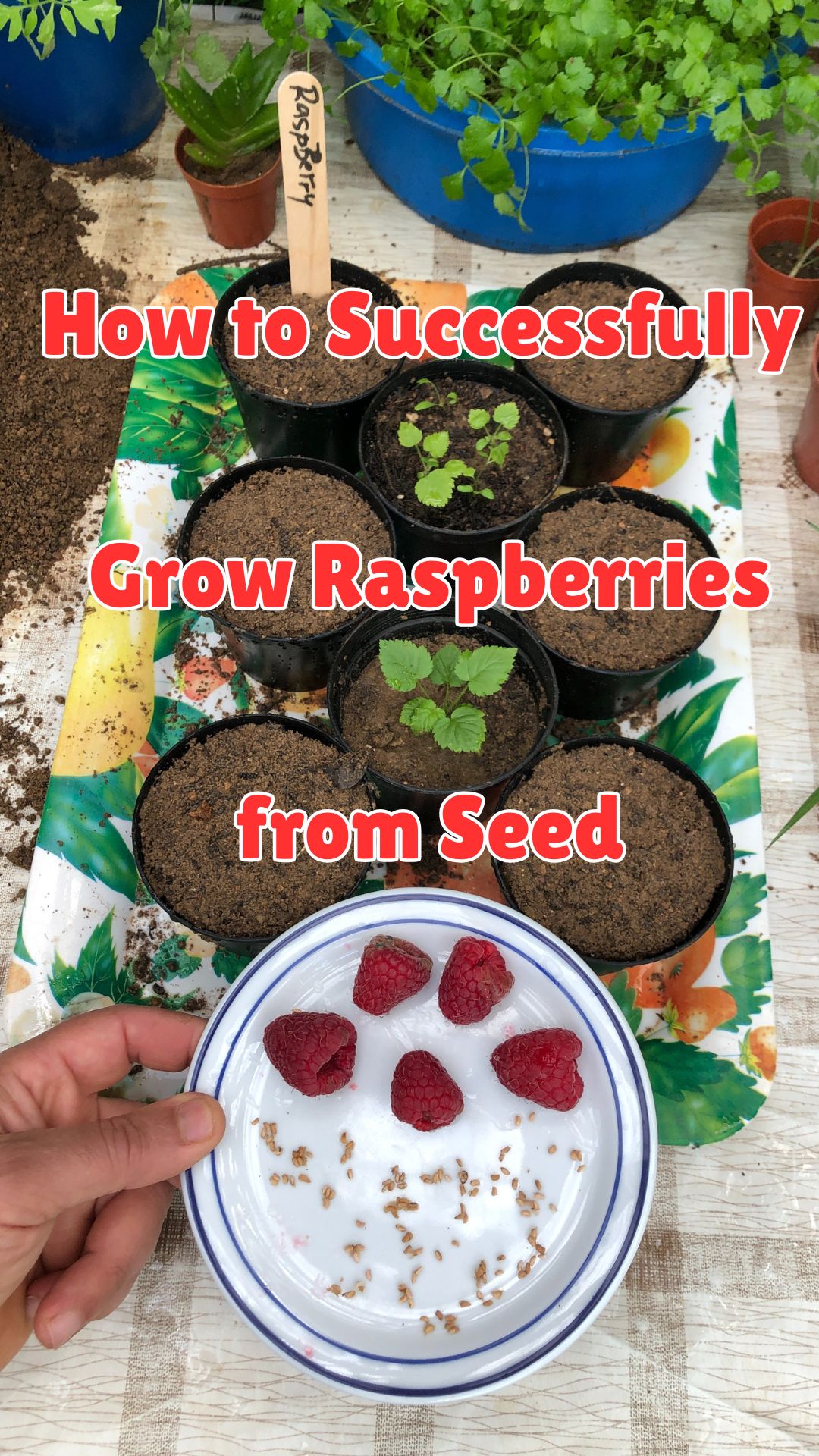 Growing raspberries from seed indoors is an incredibly rewarding journey. Whether you’re a beginner, an apartment gardener, or someone with limited space, this method gives you the joy of nurturing life from the very beginning — with just a few simple supplies.
