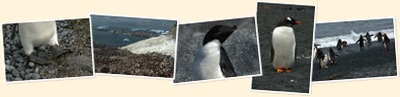 View Penguins