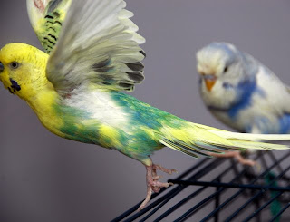 budgerigar