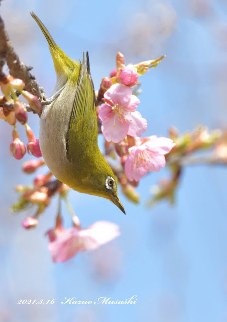 川津桜にメジロがやってきました