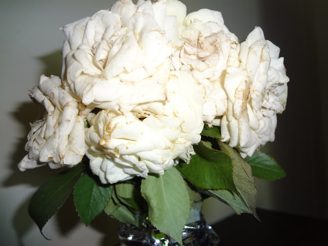 white rose in vase