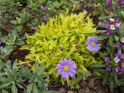 ブラキカム・ゴールドマットの花