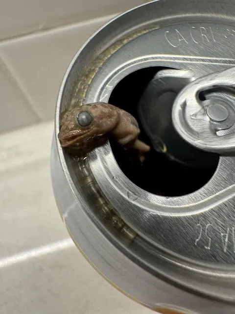 Gecko found in a beer can