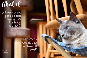 Maxwell wonders if cat trees can get diseases like real ones.
