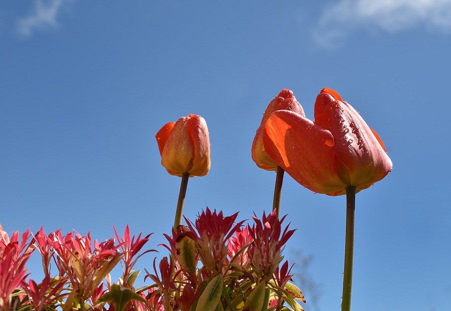 15 Gambar  Bunga  Tulip  yang Indah dan Cantik  Roman Kamelove