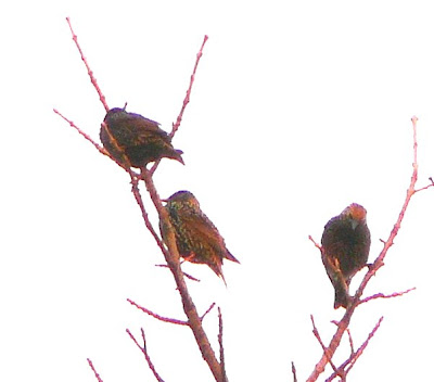 starlings