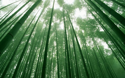 bamboo tree