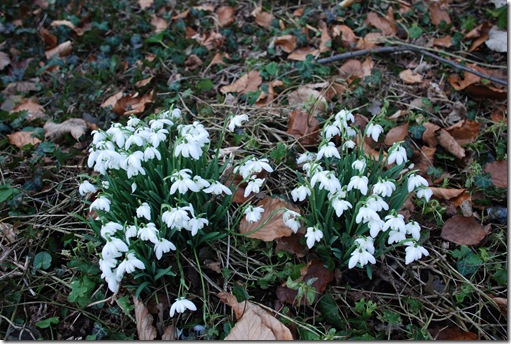 snowdrops 002