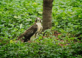 Tompkins Square red-tailed hawk fledgling.