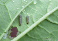 Two Monarch caterpillars side by side on Day 3-4 - © Denise Motard