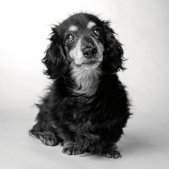 Amanda Jones fotografia cachorros através dos anos dog years cães idades