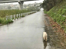 dog, Okinawa, rain, walking, Wordless Wednesday