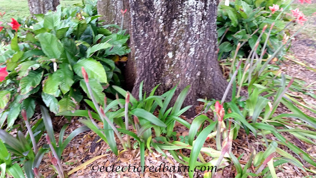 Blooming Plants. Share NOW. #plants #bloomingplants #azaleas #amaryllis #eclecticredbarn