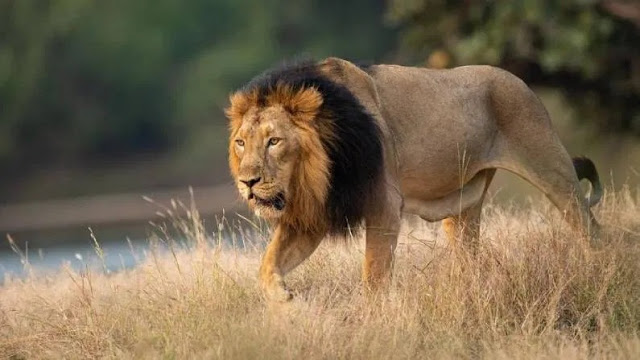 गुजरात का राज्य पशु "एशियाई शेर" || State Animal of Gujrat "Asiatic Lion"