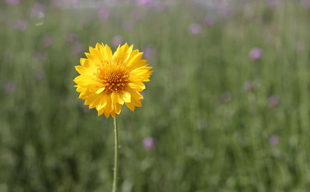 Gaillardia Grandiflora Mesa Yellow Flowers