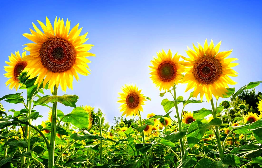 Klasifikasi dan Ciri Ciri Bunga Matahari [+Gambar] | Gambar Bunga