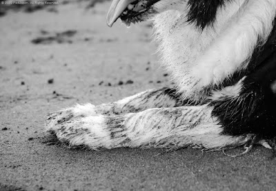 Sandy Front Paws of Border Collie