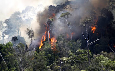 Dampak kebakaran hutan pada makhluk hidup