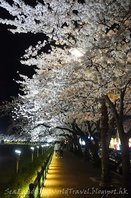 慶州櫻花節夜櫻