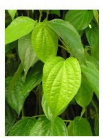 betel leaf to remove body odor