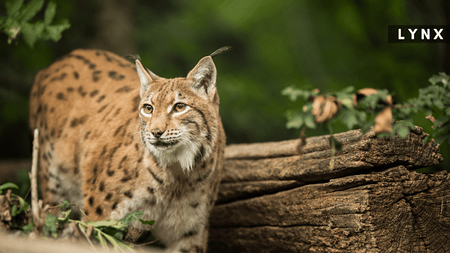 lynx