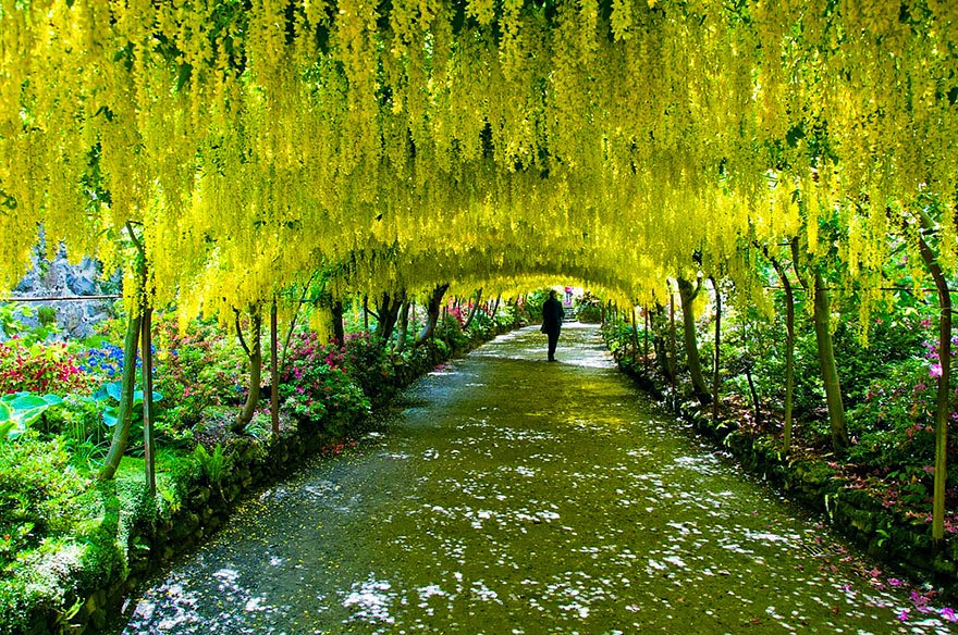 16. Laburnum Tunnel in Bodnant Gardens, UK - 20 Magical Tree Tunnels You Should Definitely Take A Walk Through