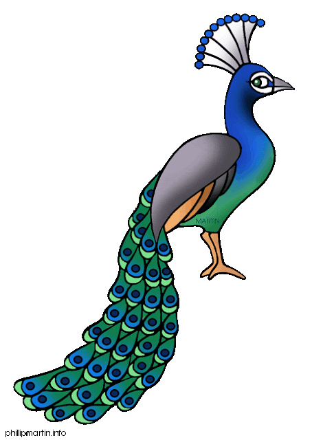 beautiful,cute blue and green peafowl,peafowl flying,bread,running,wallpapers,pictures,images  