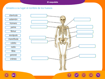 http://ceiploreto.es/sugerencias/juegos_educativos_6/2/5_El_esqueleto/index.html